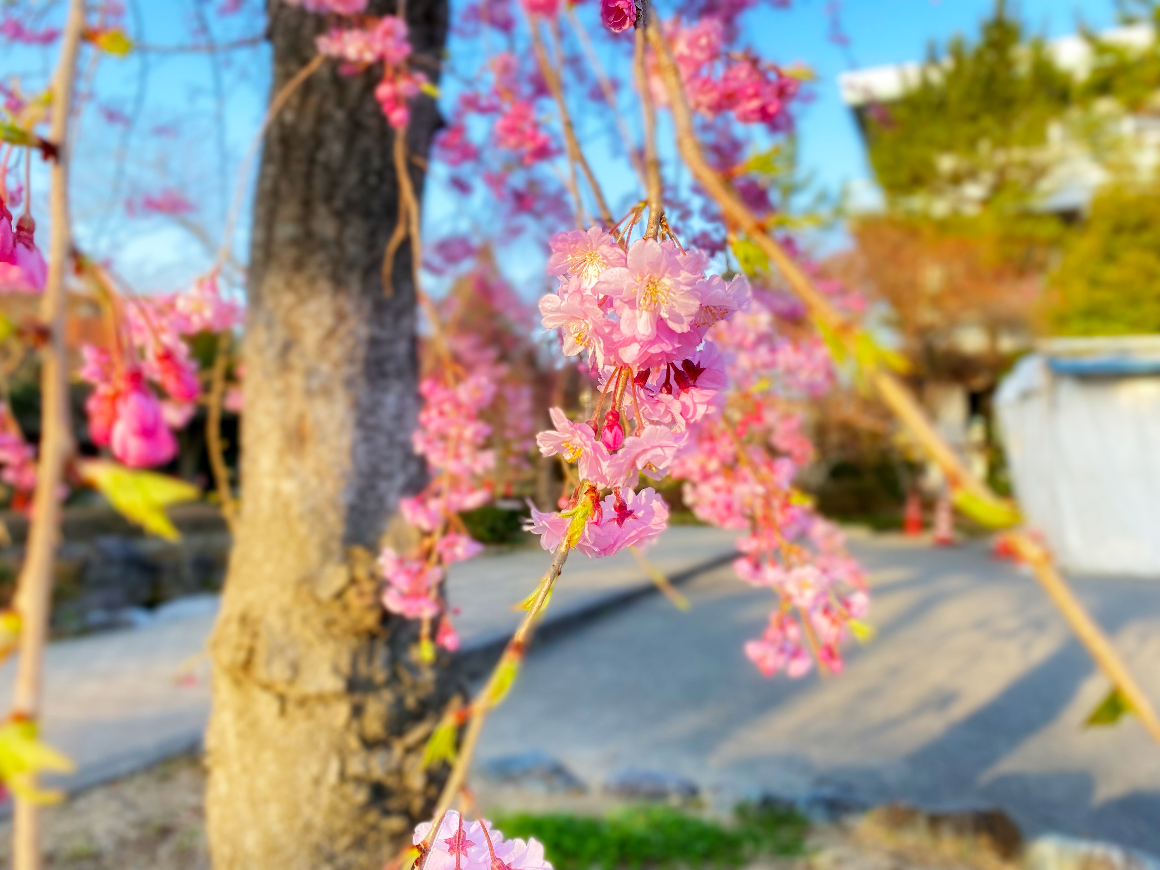 開成山大神宮の桜