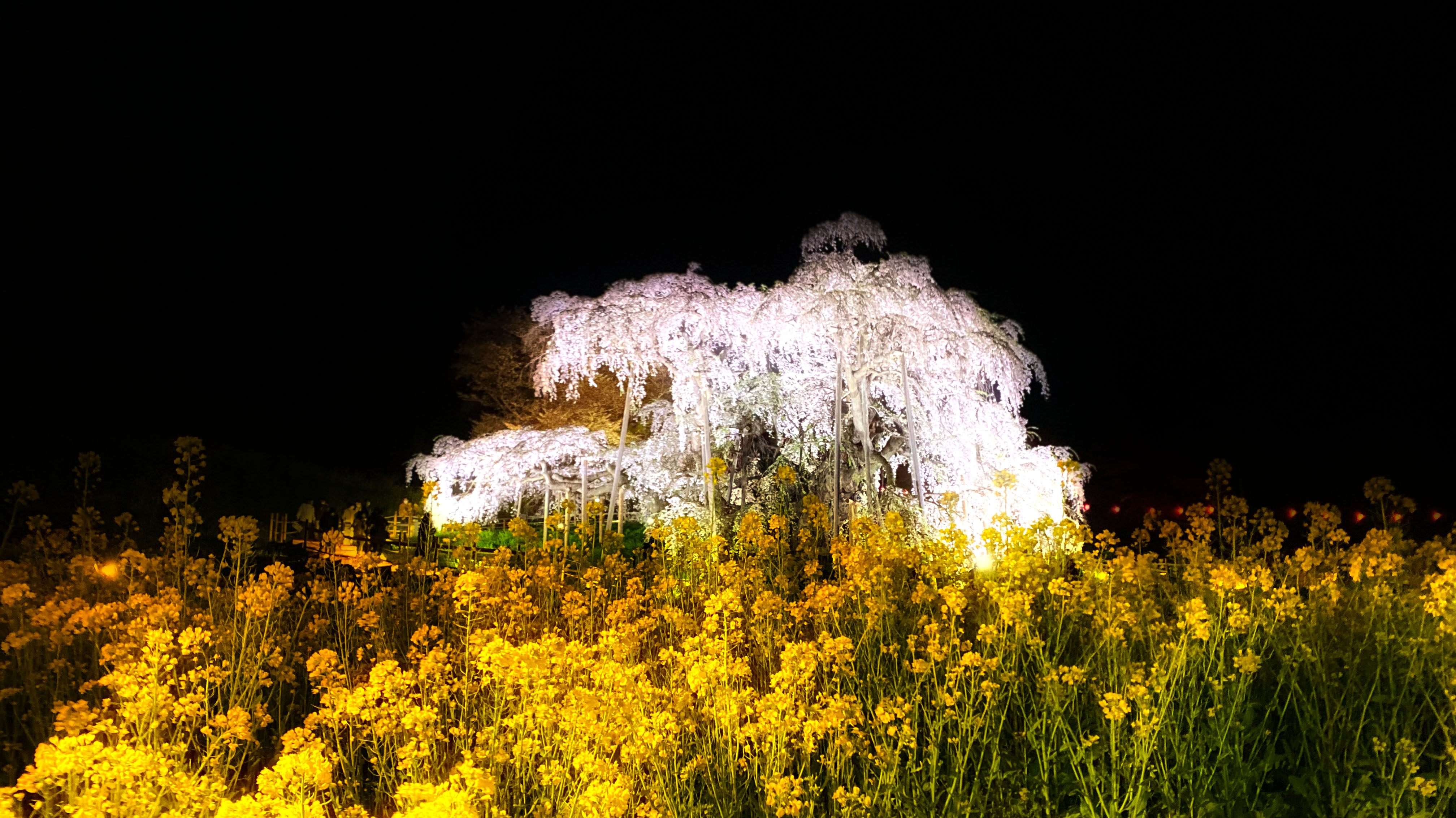 菜の花と三春滝桜